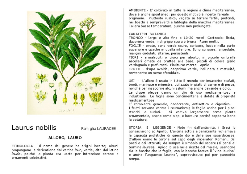 Laurus_nobilis.pdf