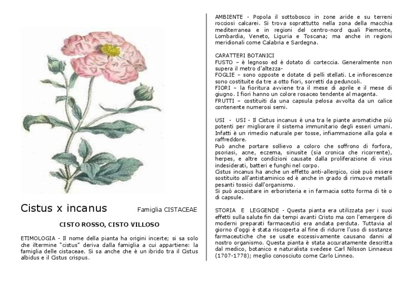 Cistus_incanus.pdf
