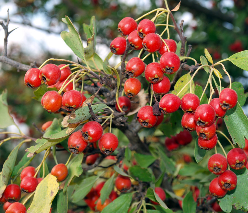 Crataegus_monogyna_1.jpg