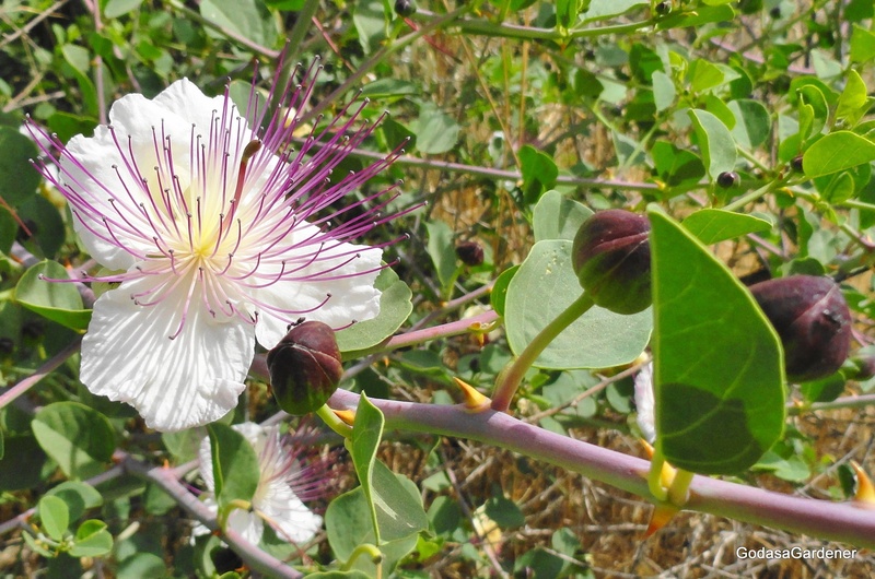 Capparis_spinosa_3.jpg