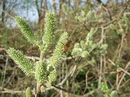 Salix_cinerea_2.jpg