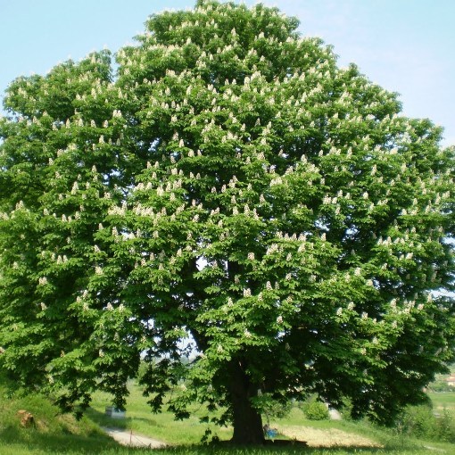 CASTAGNO