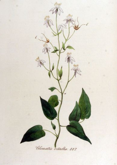 Clematis_vitalba_3.jpg