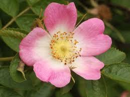 Rosa_canina_1.jpg