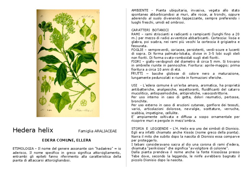Hedera_helix.pdf