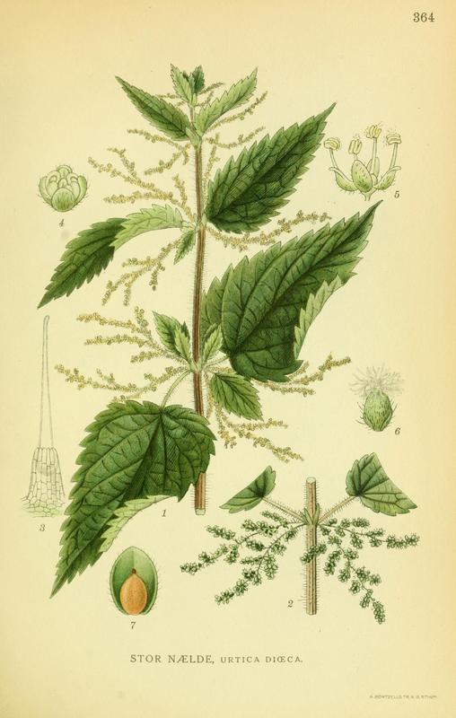 Urtica_dioica_1.jpg