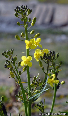 Brassica_oleracea_1.jpg