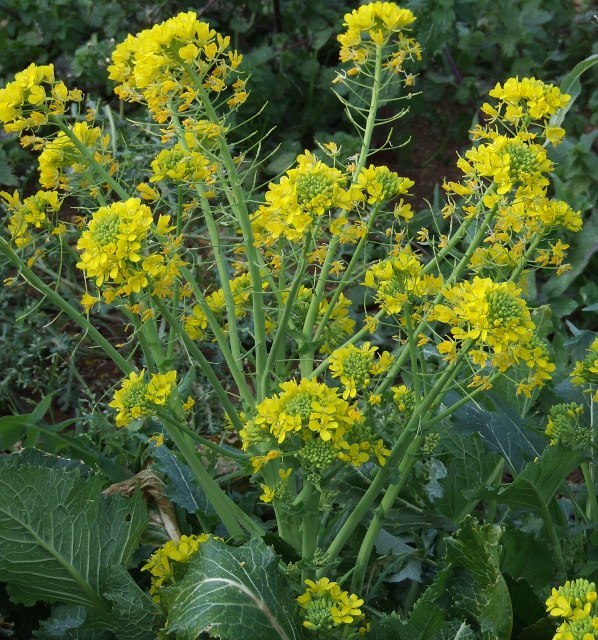 brassica_rapa_fiore.jpg