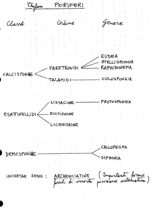 Poriferi