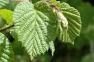 Corylus_avellana_2.jpg
