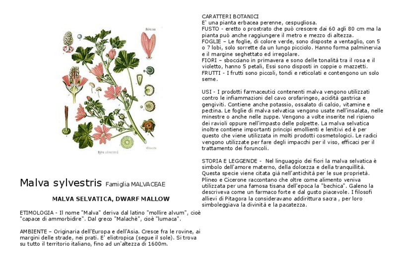Malva_sylvestris.pdf