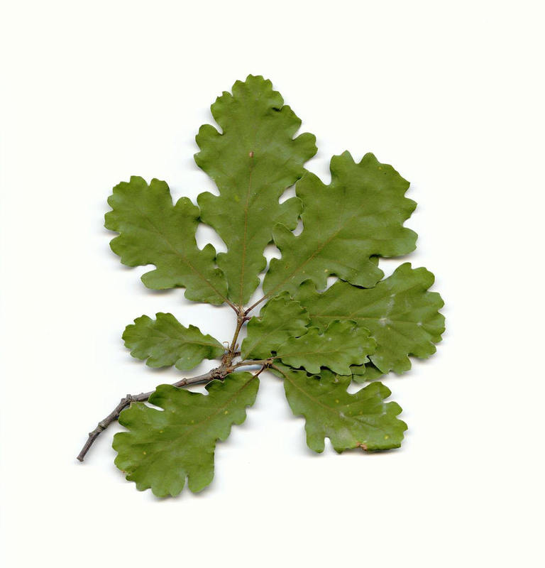 foglie roverella.jpg