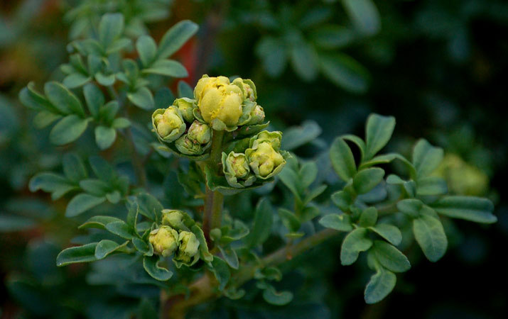 Ruta_chalepensis_3.jpg