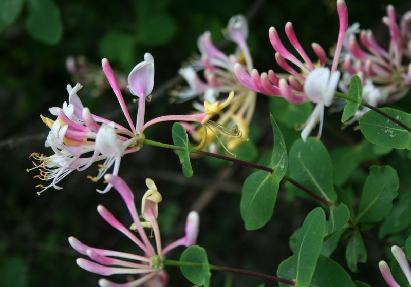 Lonicera etrusca_fiori.jpg