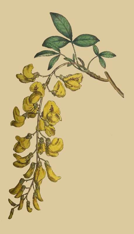 Cytisus_laburnum_3.jpg