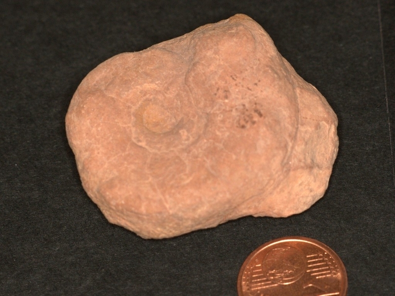 Harpoceras1.JPG