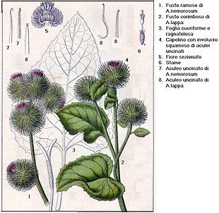 Arctium_lappa_1.jpg