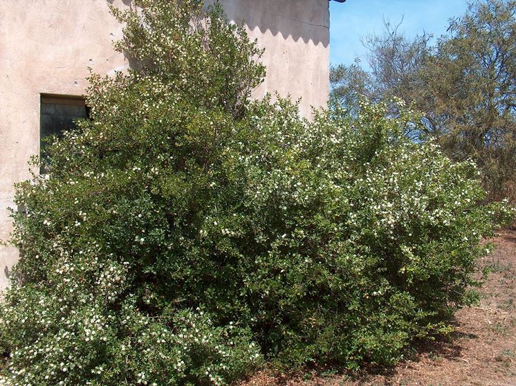 Myrtus_communis_1.jpg