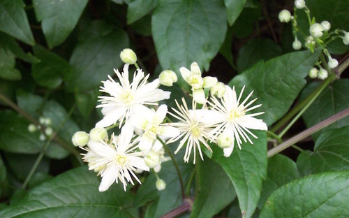 Clematis_vitalba_1.jpg