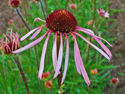 Echinacea_pallida_2.png