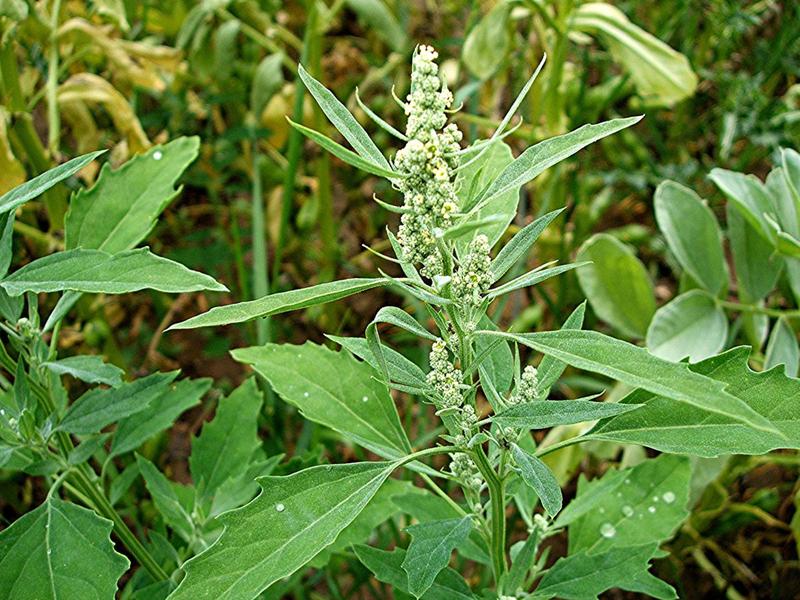 Chenopodium_album_2.jpg