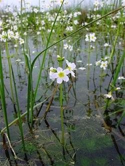 waterviolet1.gif