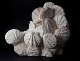 pecten.jpg