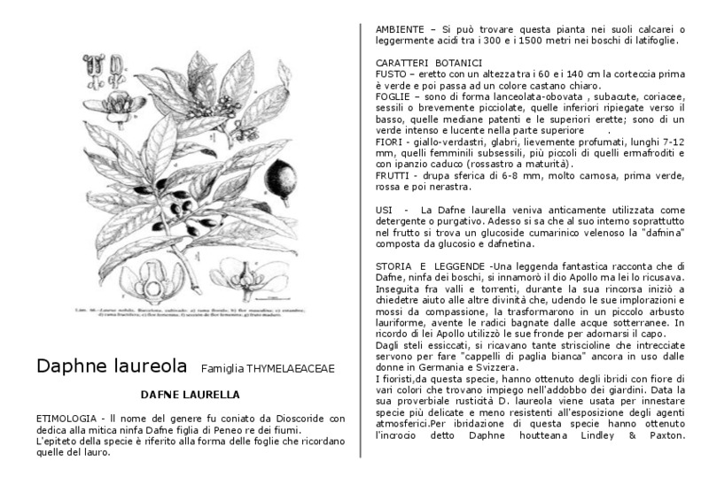 Laurus_nobilis.pdf