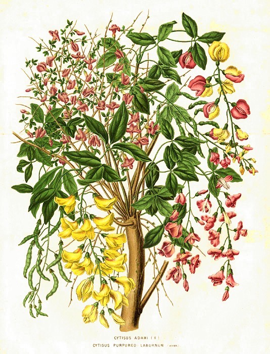 Cytisus_laburnum_2.jpg