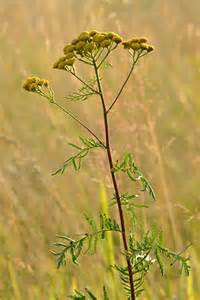 Tanacetum_vulgare_2.jpg