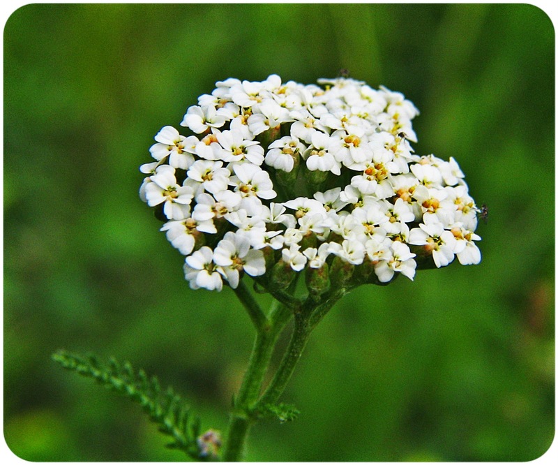 achillea_millefoglie_1.JPG
