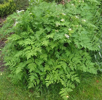 Anthriscus_cerefolium_4.jpg