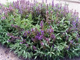 Salvia_officinalis_3.jpg