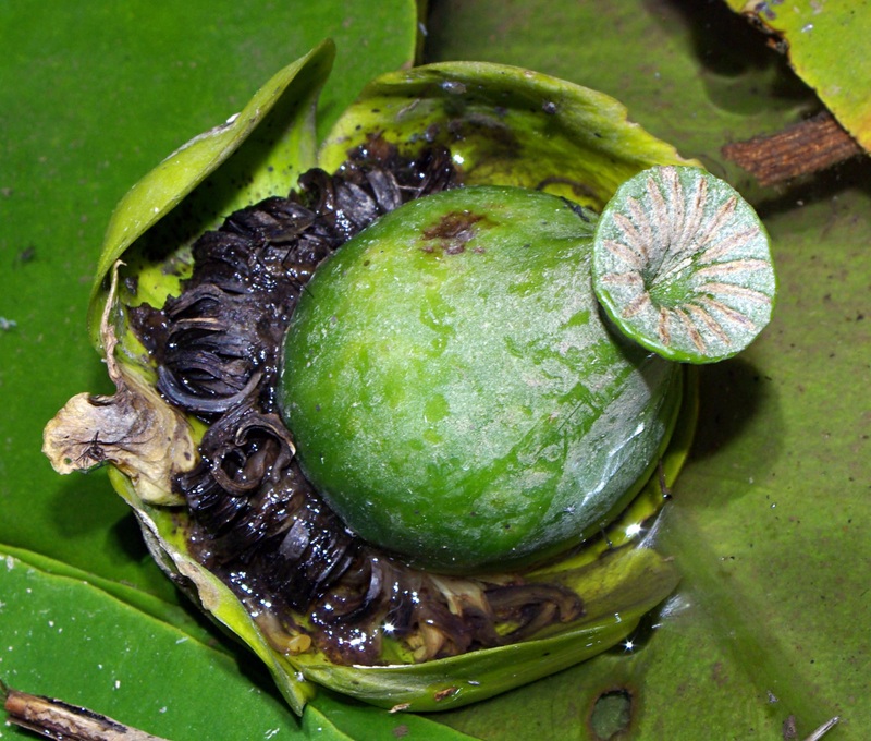 Nuphar lutea_frutto.jpg