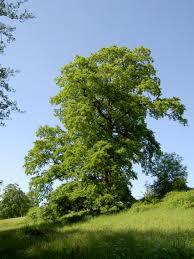 Quercus_cerris_1.jpg