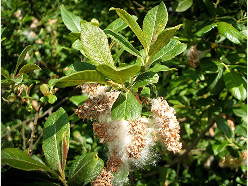 Salix_cinerea_1.jpg