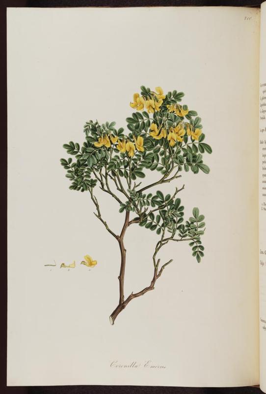 coronilla_emeroides_1.jpg