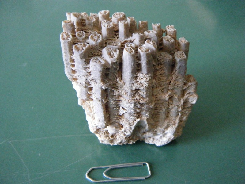 Cladocora_caespitosa_1.jpg