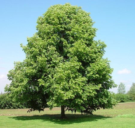 Tilia_platyphyllos_2.jpg