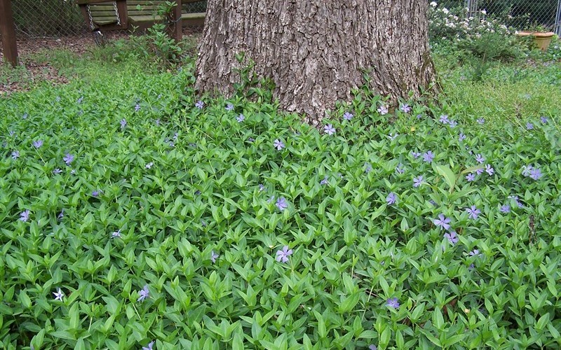 Vinca_minor_2.jpg