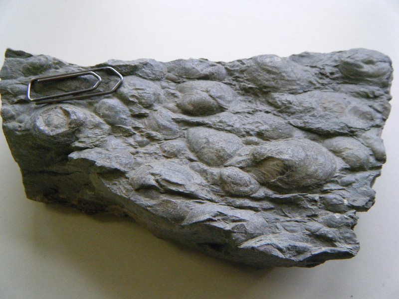 Myacites_fassaensis_2.jpg