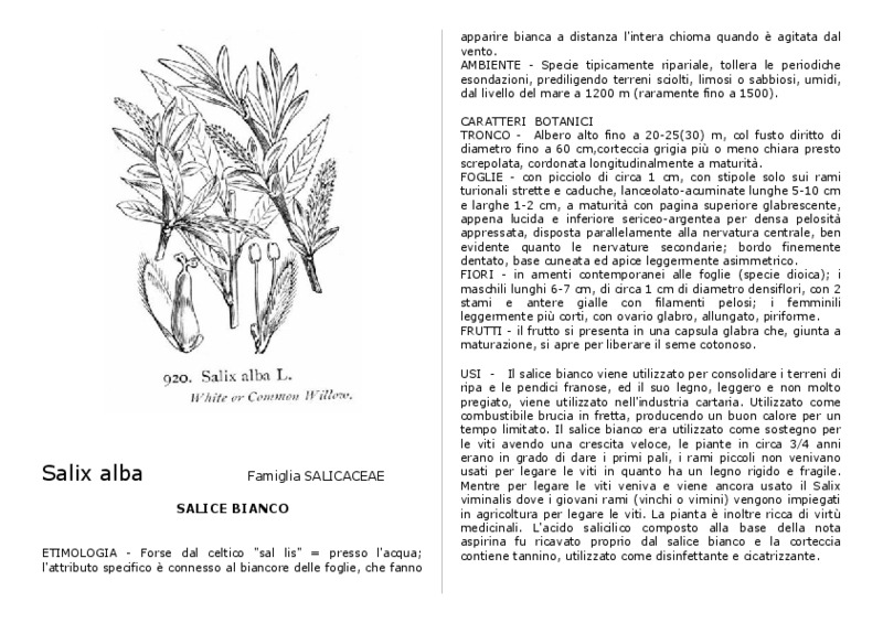 Salix_alba.pdf