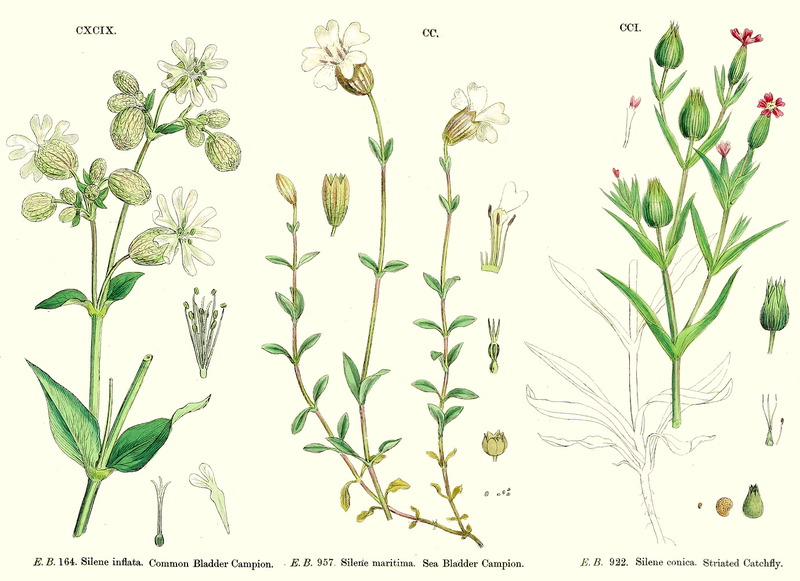 Silene_vulgaris_3.jpg