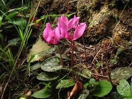 Cyclamen_purpurescens_3.jpg