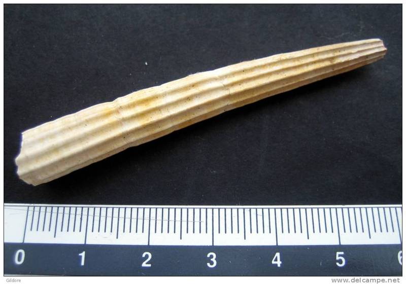Dentalium 2.jpg