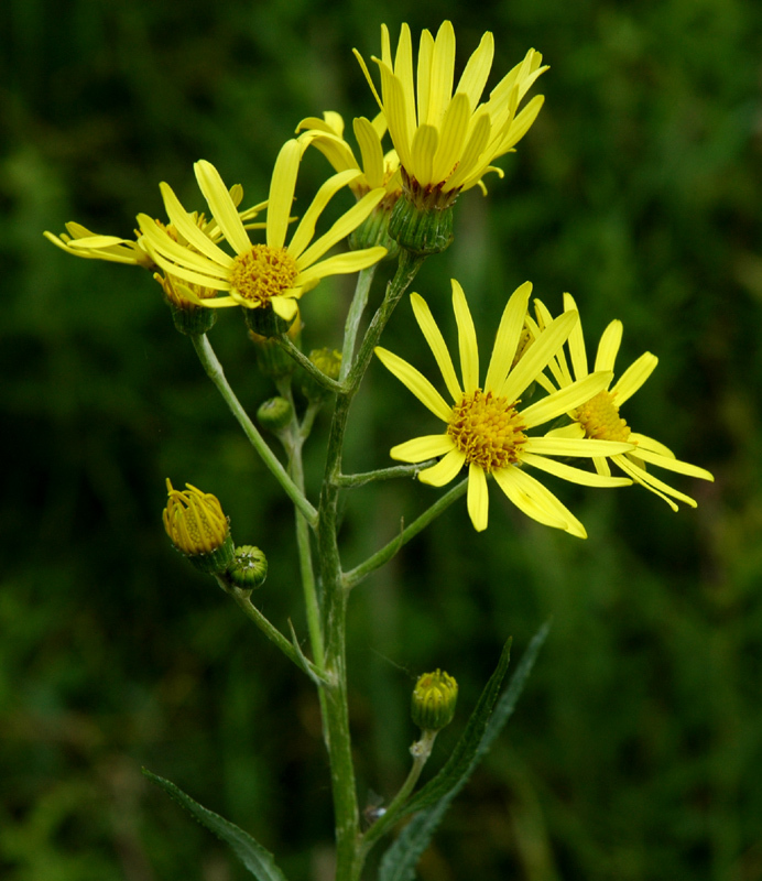 Senecio_paludosus_1.jpg