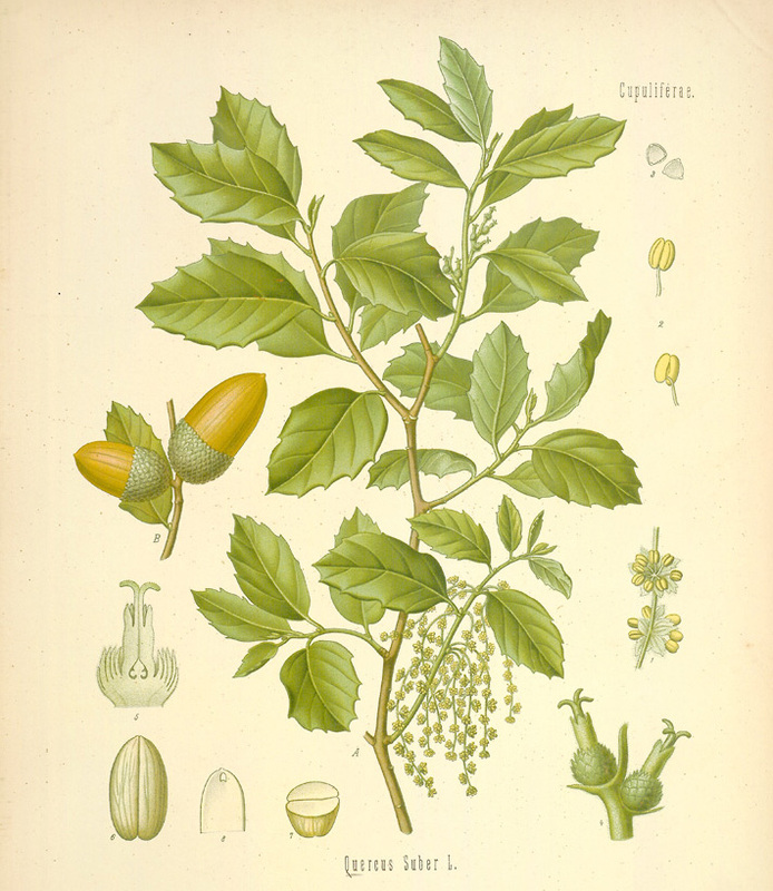 Quercus_suber.jpg
