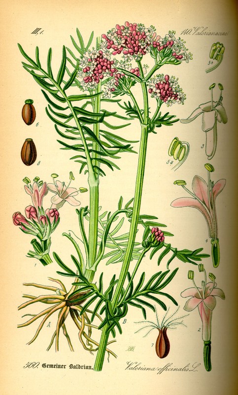 Valeriana_officinalis.jpg