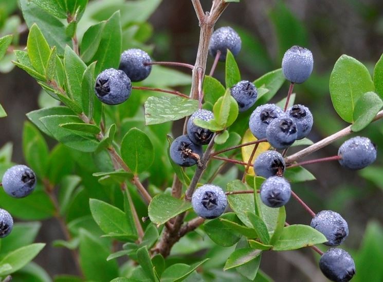 Myrtus_communis_2.jpg