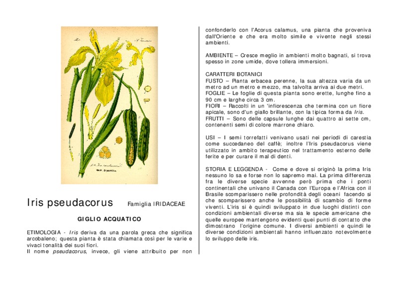 Iris_pseudacorus.pdf